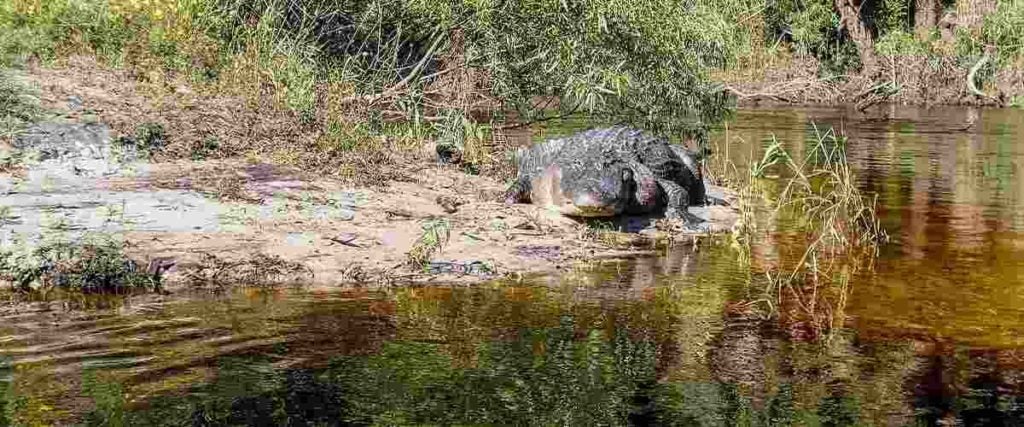 Alligator in a Creek at Egans Creek Greenway