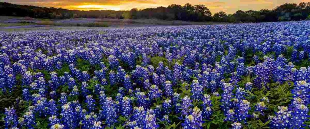 Field of BlueBonnets in Fredericksburg, Texas