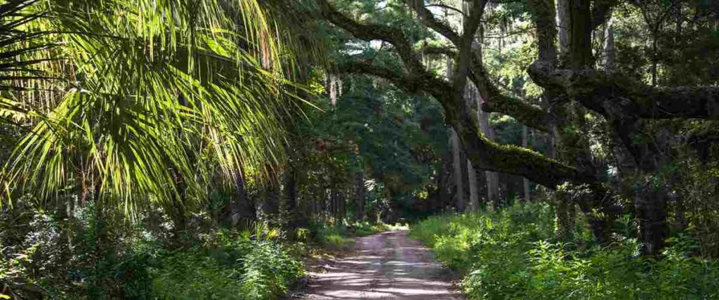 Wooded Trail on Jekyll Island Trail System