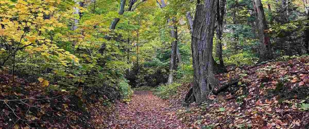 Hiking trail in Leelanau State Park during Fall