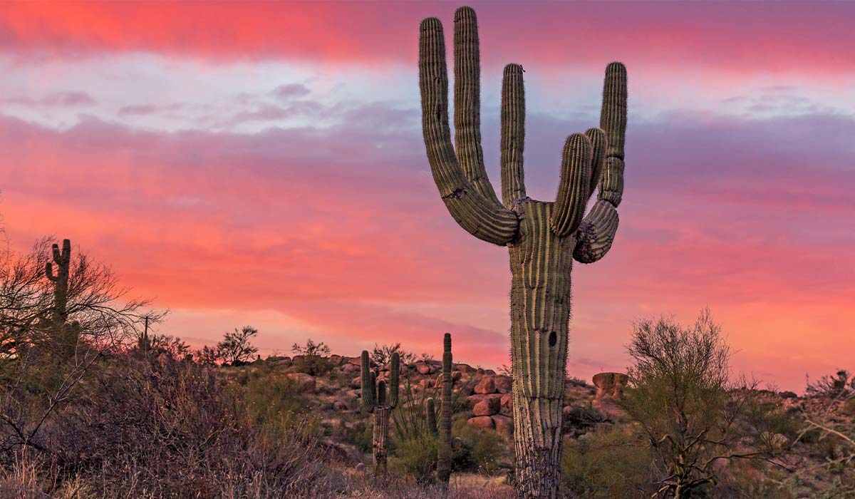 Beautiful desert Arizona landscape with cacti during the sunset with pink and purple sky. 