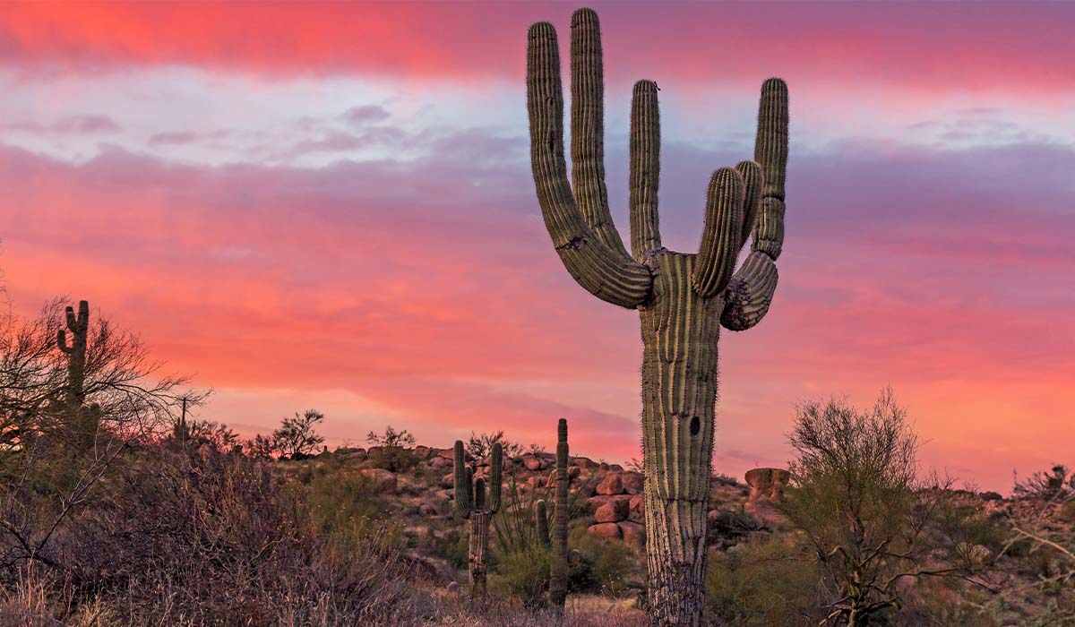 Beautiful desert Arizona landscape with cacti during the sunset with pink and purple sky.