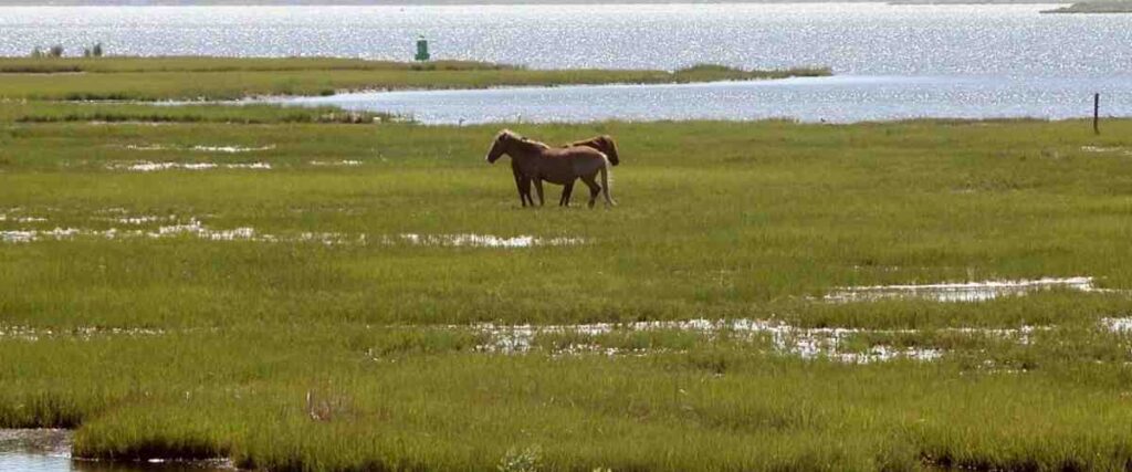 Wild horses at the Assateague State Park in Maryland.