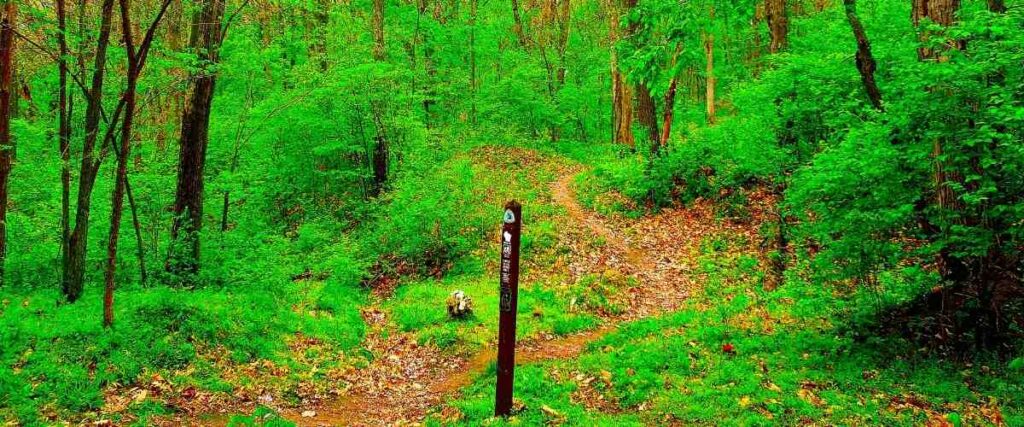 View of a section on the Ice Age forested path.