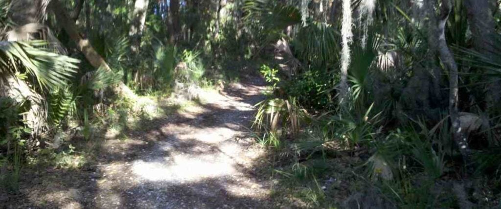 View of part of a path at the Timucuan Preserve. 