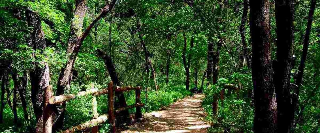 A forest running path