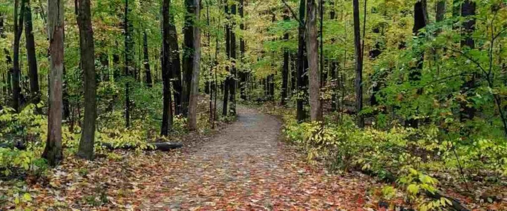 Shaded & Wooded path at Highbanks Metro Park.