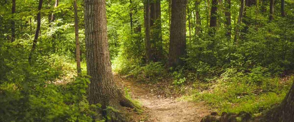 Forested Run Path at Reedy Nature Preserve.