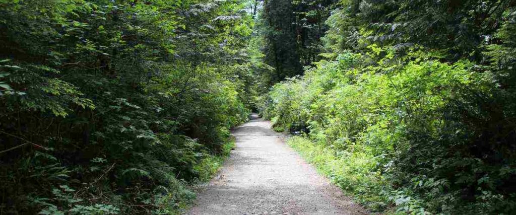 Forest trail at Eagle Creek Park.