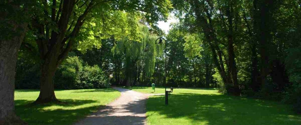 Path in park with overgrown trees. 