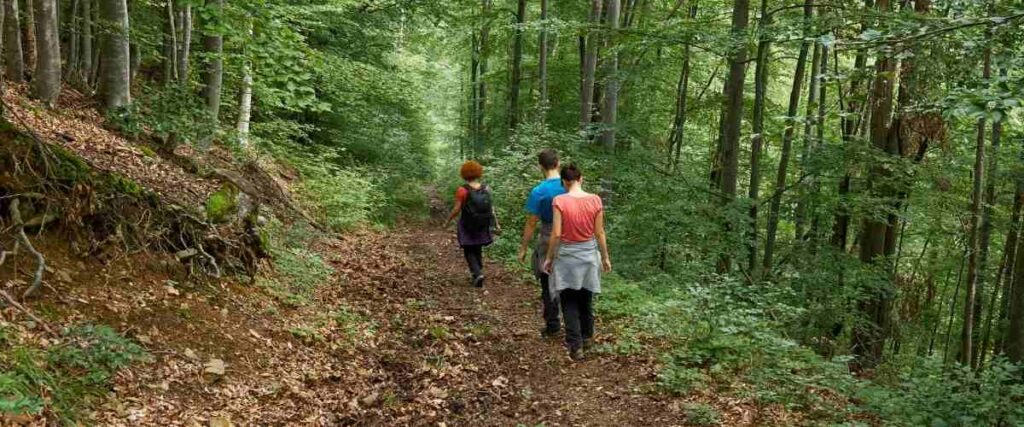 Group of hikers on forested trail.