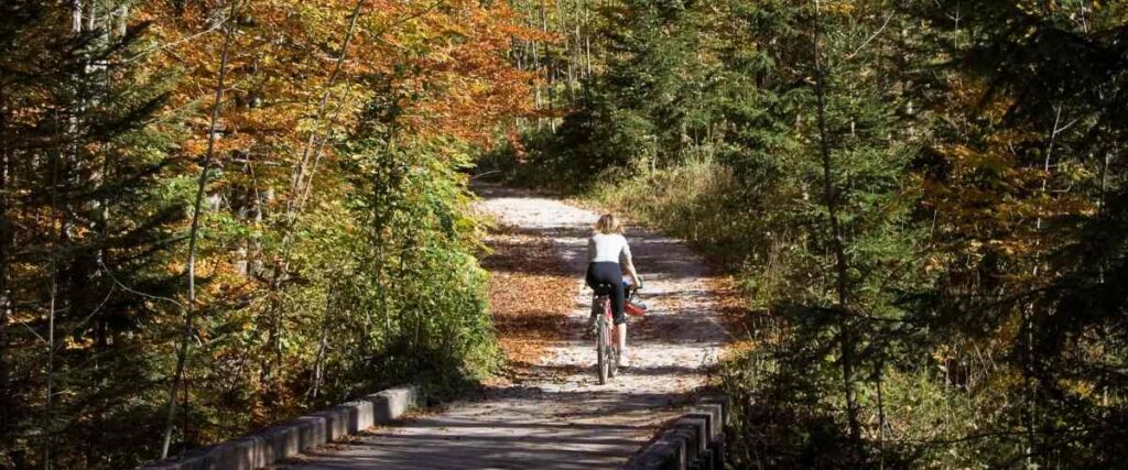 Cyclists on bike trail in woods.