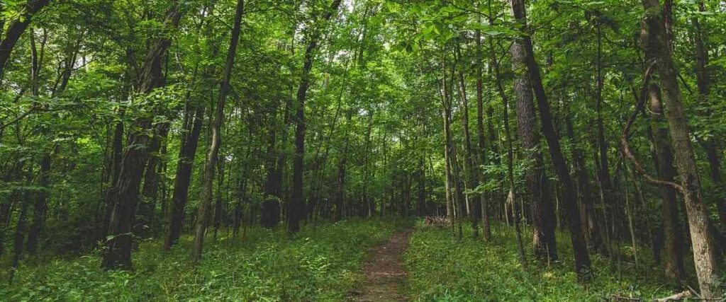 Single track bike trail.