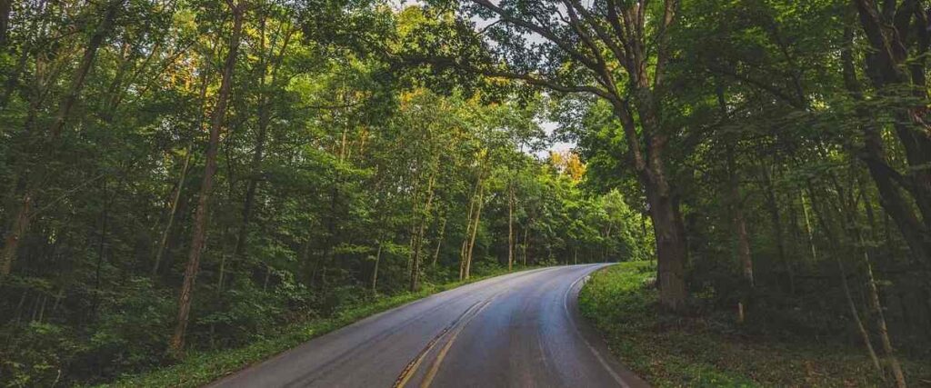 Road in woods.