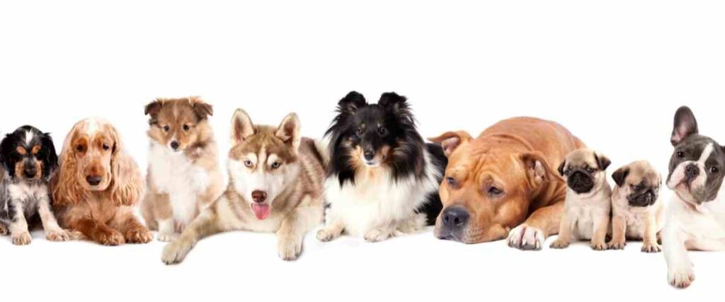 View of different types of dog breeds, ages, and sizes looking at camera.