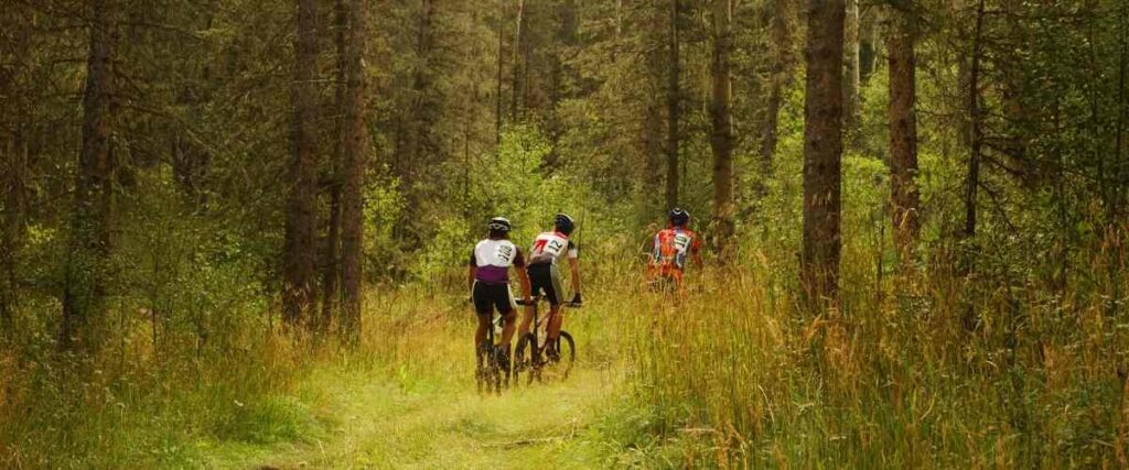 Cyclists in woods bike trail. 