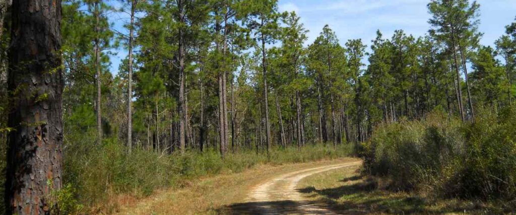 Longleaf, slash, and loblolly pines in DeSoto National Forest, Stone County, Mississippi, USA