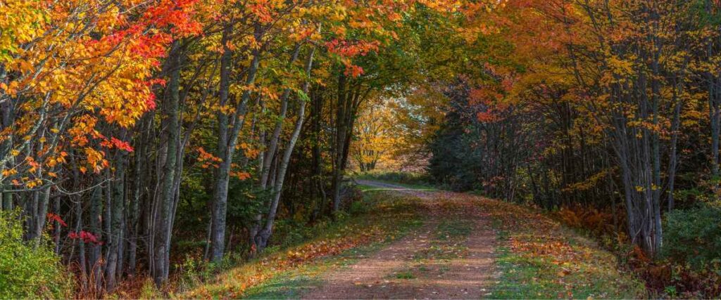 Prairie Spirit Trail during the fall with the leaves all different colors from orange, yellow and red. 