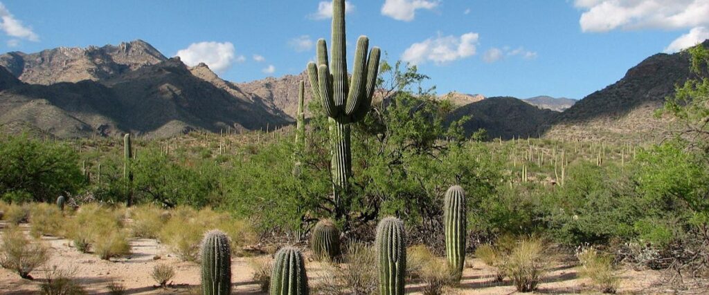 View of cacti at the Sabino Canyon Recreation Area. 