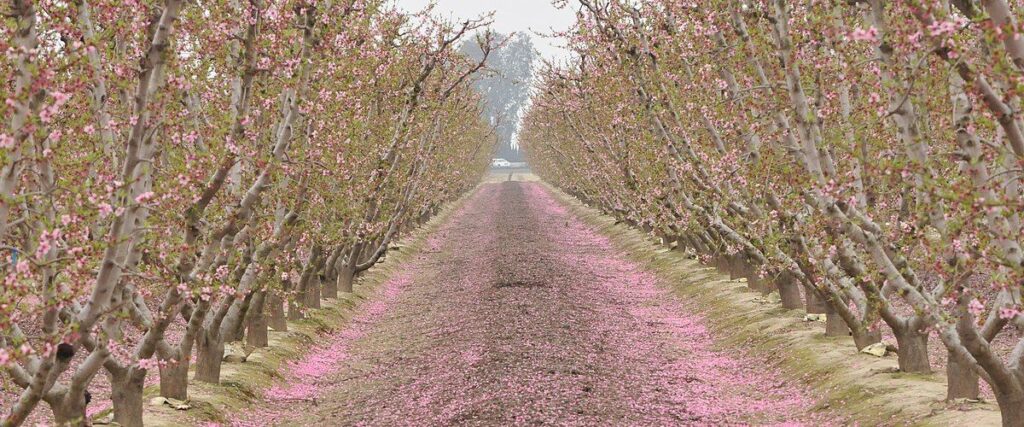 View of the Fresno County Blossom Trail with leaves on the trail. 